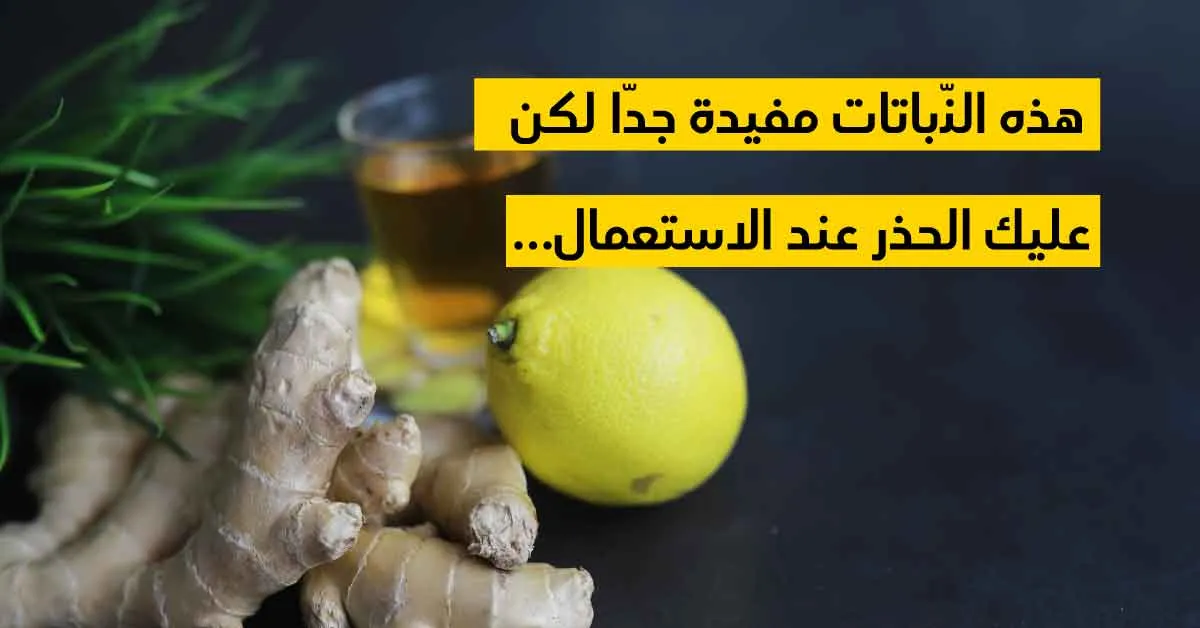 هذه النّباتات مفيدة جدّا لكن عليك الحذر عند الاستعمال...